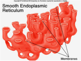 Smooth Endoplasmic Reticulum (ER) - The Analogy of a Cell in New York